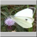 Pieris brassicae - Grosser Kohlweissling 06.jpg